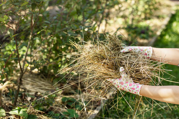 Straw Mulch for Organic Gardening. Gardener Hands Mulching Plants in Garden Beds Sreading Straw...