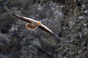 Egyptian Vulture, Neophron percnopterus, Desert National Park, Pawai, Madhya Pradesh, India