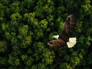 Bald Eagle Over Lush Green Forest