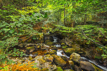 Tsarichina forest reserve in Central Balkan National Park at summer time