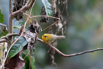 Golden Babbler, Cyanoderma chrysaeum, Pangolakha Wildlife Sanctuary, Sikkim, India