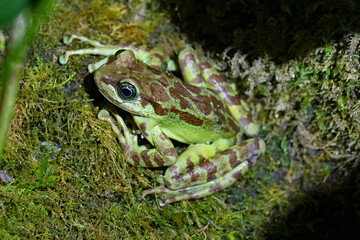Himalayan Sucker Frog, Himalayan Cascade Frog, Amolops himalayanus, Sikkim, India