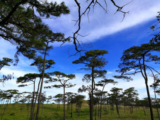Pine forest on the top of a high mountain