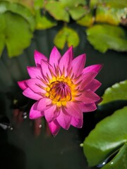 pink lotus flower