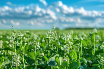 Buckwheat plants growing in a field, creating a sea of green with their lush leaves and delicate white flowers