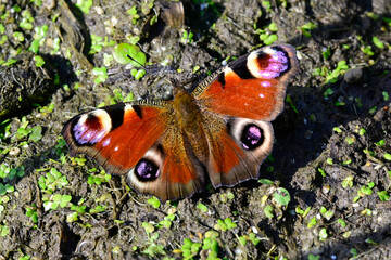 Tagpfauenauge // Peacock butterfly (Aglais io)