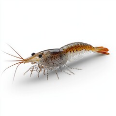 Freshwater Shrimp on White Background