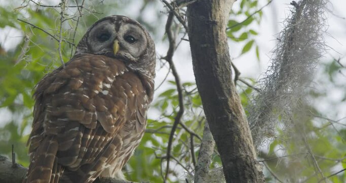 Barred owl turning head and looking while sitting in vegetated tree
