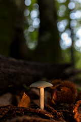 Mushroom in a chestnut forest.