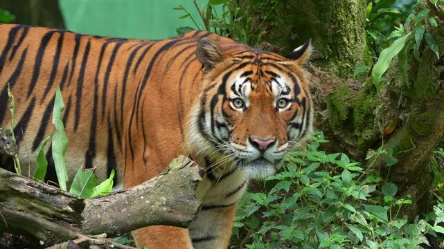 Wild Malayan tiger (Panthera tigris tigris) with beautiful orange fur and black stripes, walking around and wondering the surroundings, close up shot of a critically endangered apex predator.