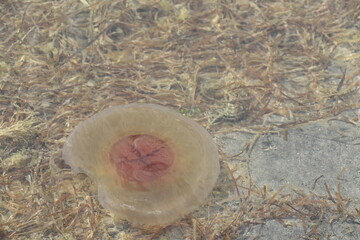 medusa huevo frito aguacuajada cotyloriza tuberculata