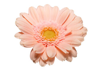 pink gerbera flower isolated on white