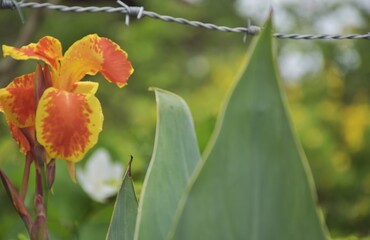 Yellow-orange canna flowers bloom next to the barbed wire.