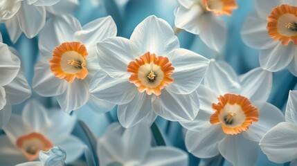 Beautiful white daffodils bloom with vibrant orange centers against a soft blue background. This floral image captures the essence of spring. Ideal for decoration or nature lovers. AI
