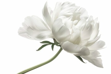 Fototapeta premium Elegant white peony flower against a white background.