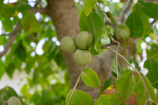 Close-up of unripe walnuts still in their green husks, hanging from a tree branch. The fresh nuts are growing on a walnut tree with vibrant green leaves in natural sunlight.