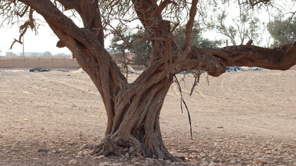 Argan Tree in Moroccan Landscape with Rough Bark and Arid Environment, Essential for Argan Oil Production, Argan Skincare, Argan Hair Oil, Argan Cosmetics, and Organic Argan Benefits

