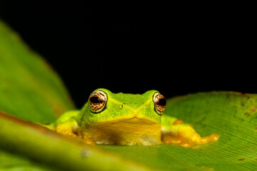 Jayarami Bush Frog in the jungle of munnar hillstation in south india