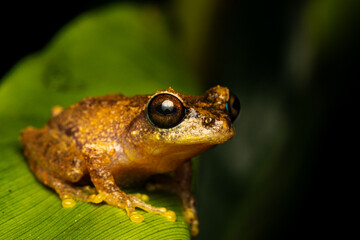 Jayarami Bush Frog in the jungle of munnar hillstation in south india