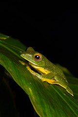 Jayarami Bush Frog in the jungle of munnar hillstation in south india