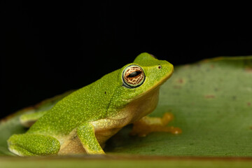Jayarami Bush Frog in the jungle of munnar hillstation in south india