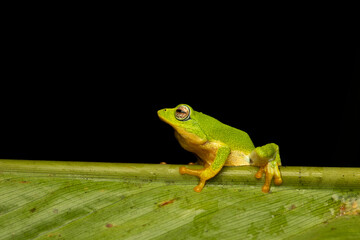 Jayarami Bush Frog in the jungle of munnar hillstation in south india