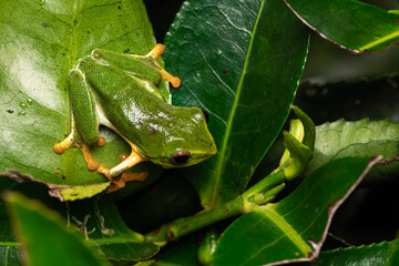 Jayarami Bush Frog in the jungle of munnar hillstation in south india