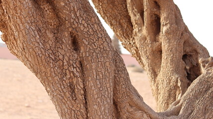 Obraz premium Argan Tree in Moroccan Landscape with Rough Bark and Arid Environment, Essential for Argan Oil Production, Argan Skincare, Argan Hair Oil, Argan Cosmetics, and Organic Argan Benefits 