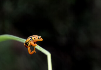 A Roarchestes resplendent frog shot in deep jungle in munnar in south india