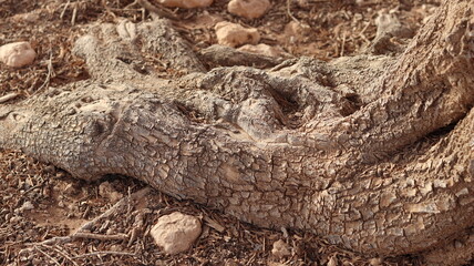 Argan Tree in Moroccan Landscape with Rough Bark and Arid Environment, Essential for Argan Oil Production, Argan Skincare, Argan Hair Oil, Argan Cosmetics, and Organic Argan Benefits
