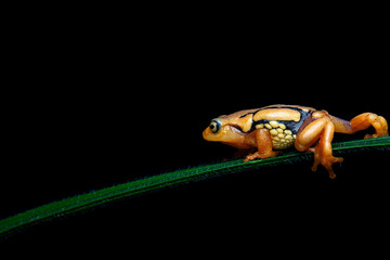 A Roarchestes resplendent frog shot in deep jungle in munnar in south india