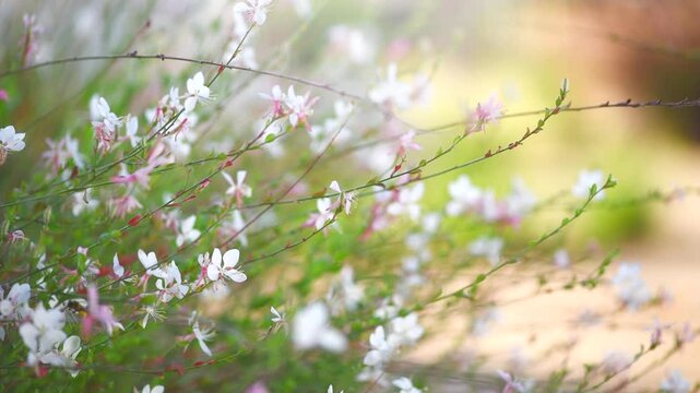 Gaura white flowers blooming in a garden, summer gaura lindheimeri or whirling butterflies in the morning sun, macro, dreamy inflorescence in a romantic country cottage garden, closeup. Landscaping 