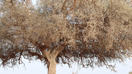 Argan Tree in Moroccan Landscape with Rough Bark and Arid Environment, Essential for Argan Oil Production, Argan Skincare, Argan Hair Oil, Argan Cosmetics, and Organic Argan Benefits
