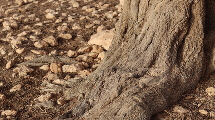 Argan Tree in Moroccan Landscape with Rough Bark and Arid Environment, Essential for Argan Oil Production, Argan Skincare, Argan Hair Oil, Argan Cosmetics, and Organic Argan Benefits
