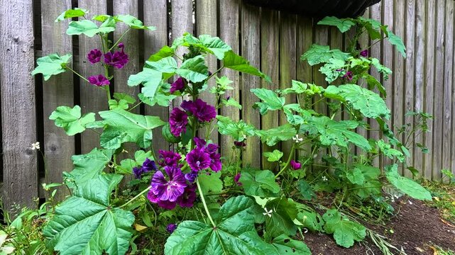 Malva Sylvestris by Wooden Fence