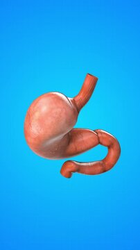 Human internal organ of Stomach