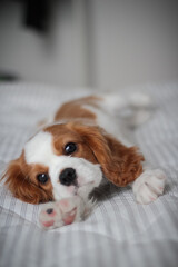 Adorable Cavalier King Charles Spaniel Puppy Relaxing on a Bed