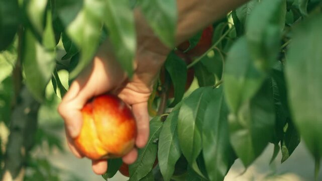 Still shot of a red nectarine peach on the tree branch surrounded by the green leaves. Summer picturesque.