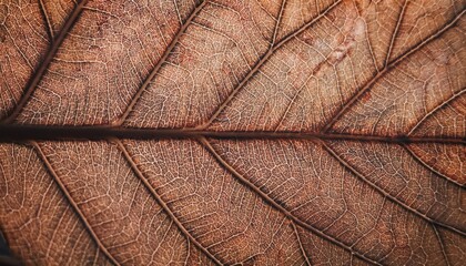 Close-Up of a Dried Autumn Leaf Veins in Intricate Detail. Macro Nature Texture of Golden-Brown Leaf, Highlighting Delicate Vein Patterns and Seasonal Transition