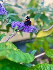 Painted Lady Butterflies on Purple Flowers.