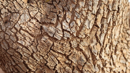 Argan Tree in Moroccan Landscape with Rough Bark and Arid Environment, Essential for Argan Oil Production, Argan Skincare, Argan Hair Oil, Argan Cosmetics, and Organic Argan Benefits
