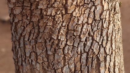 Obraz premium Argan Tree in Moroccan Landscape with Rough Bark and Arid Environment, Essential for Argan Oil Production, Argan Skincare, Argan Hair Oil, Argan Cosmetics, and Organic Argan Benefits 