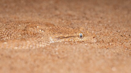 Arabian horned viper snake close up photo	