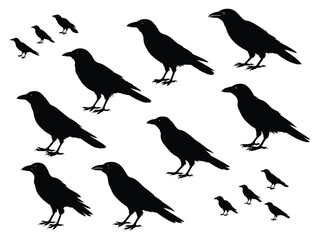 Crow silhouette vector design.