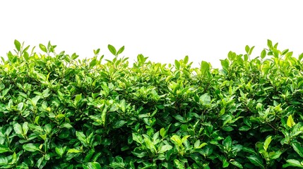 Obraz premium Green Bush Leaves Isolated on White Background