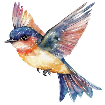 recommend clip art: Swift watercolor clipart illustration isolated