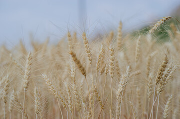 The farmers' fertile barley fields, rice fields, rice plots, organic farming, products waiting for...