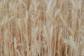 The farmers' fertile barley fields, rice fields, rice plots, organic farming, products waiting for...
