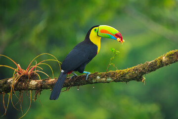 Wildlife from Costa Rica, tropical bird. Toucan sitting on the branch in the forest, green...