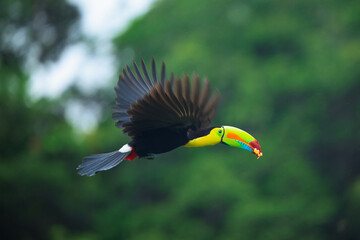 Wildlife from Costa Rica, tropical bird. Toucan sitting on the branch in the forest, green vegetation. Nature travel holiday in central America. Flying Keel-billed Toucan, Ramphastos sulfuratus. © Miroslav Srb